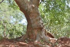 Commiphora caudata var. pubescens